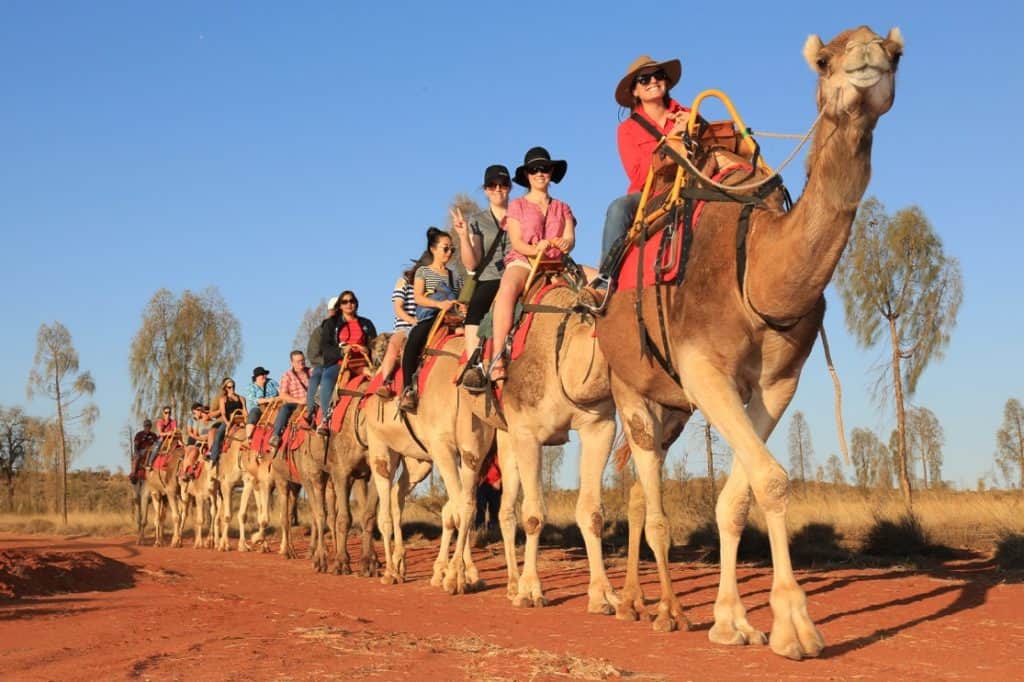 uluru camel tours address